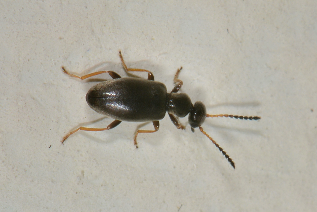 Anthicidae, Microhoria fasciata helvetica